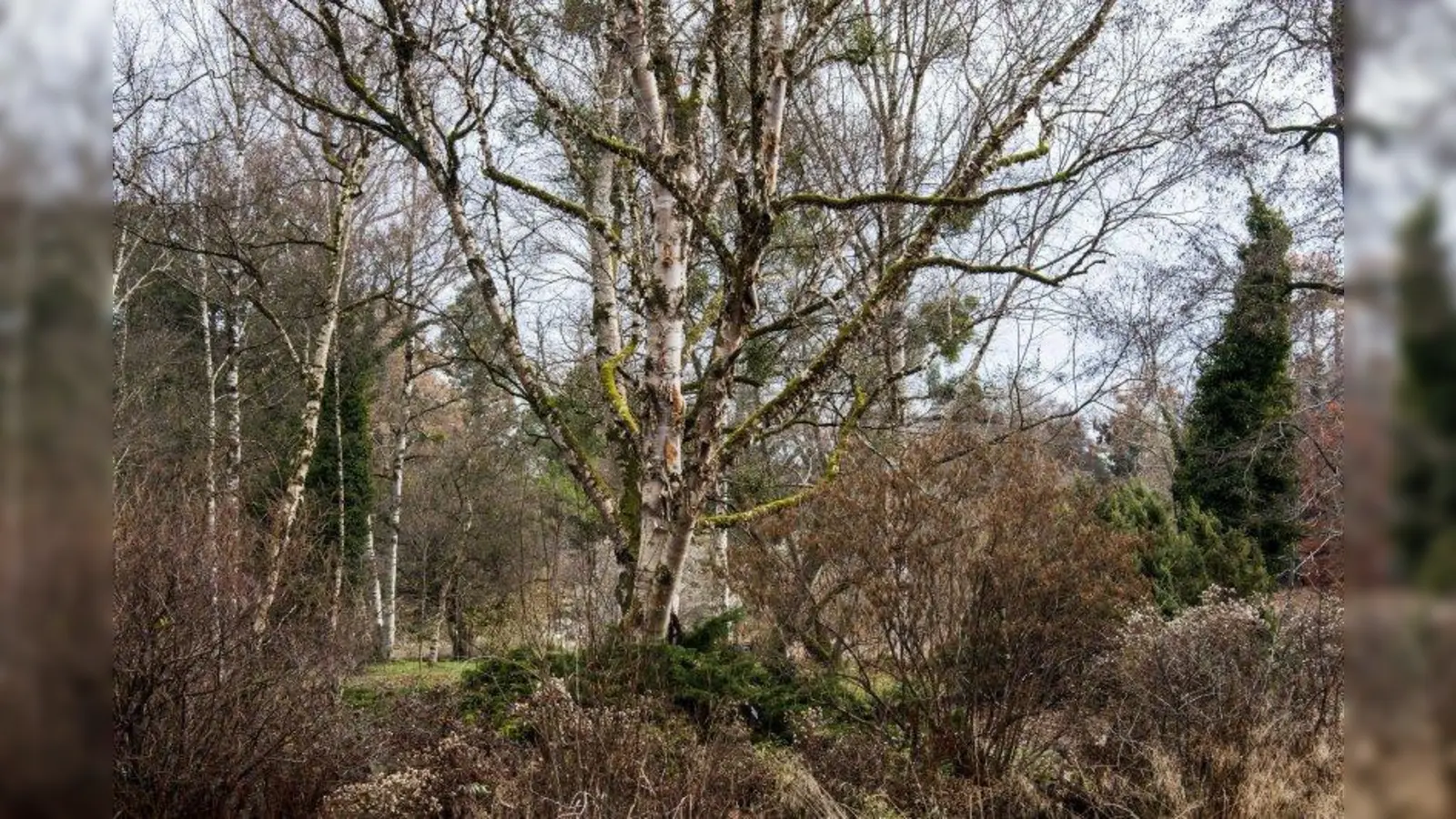 Auch im Winter können Birken ihre Gattungszugehörigkeit nicht verleugnen. Das Markenzeichen der Bäume ist die weiße, abblätternde Rinde. (Foto: Franz Höck)