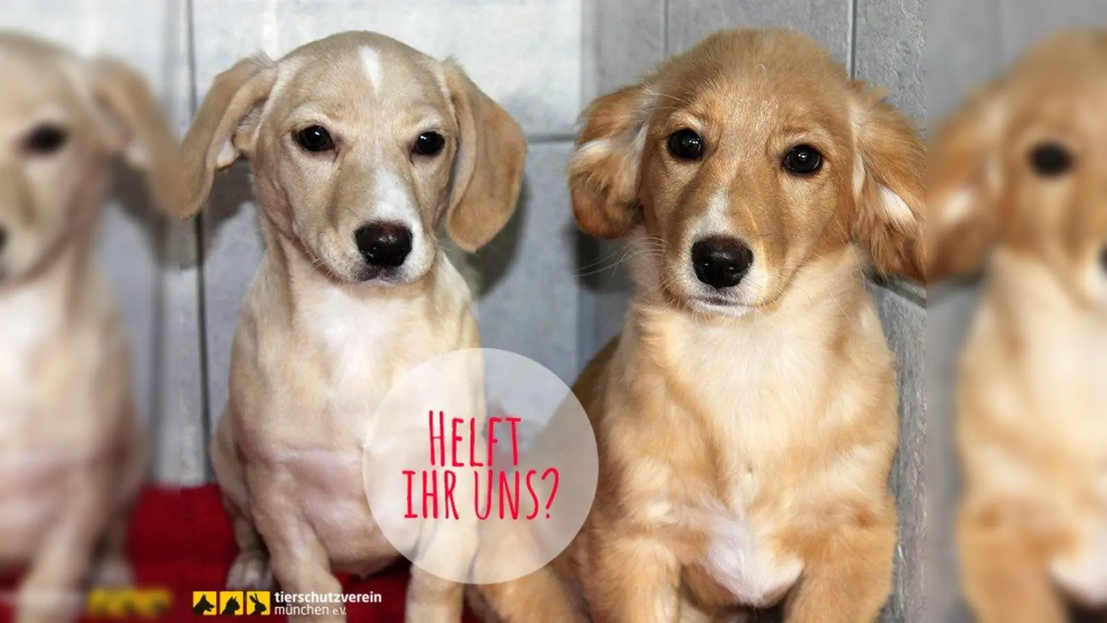 Wer hilft mit, den Schützlingen des Münchner Tierheims ein schönes Weihnachten zu bereiten? (Foto: Tierheim München)