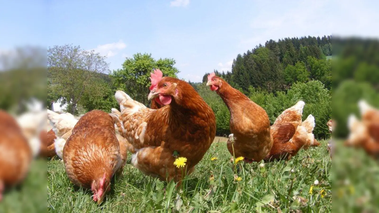 Die Hühnerhaltung in Privathaushalten erlebt eine Renaissance. (Foto: Vier Pfoten)
