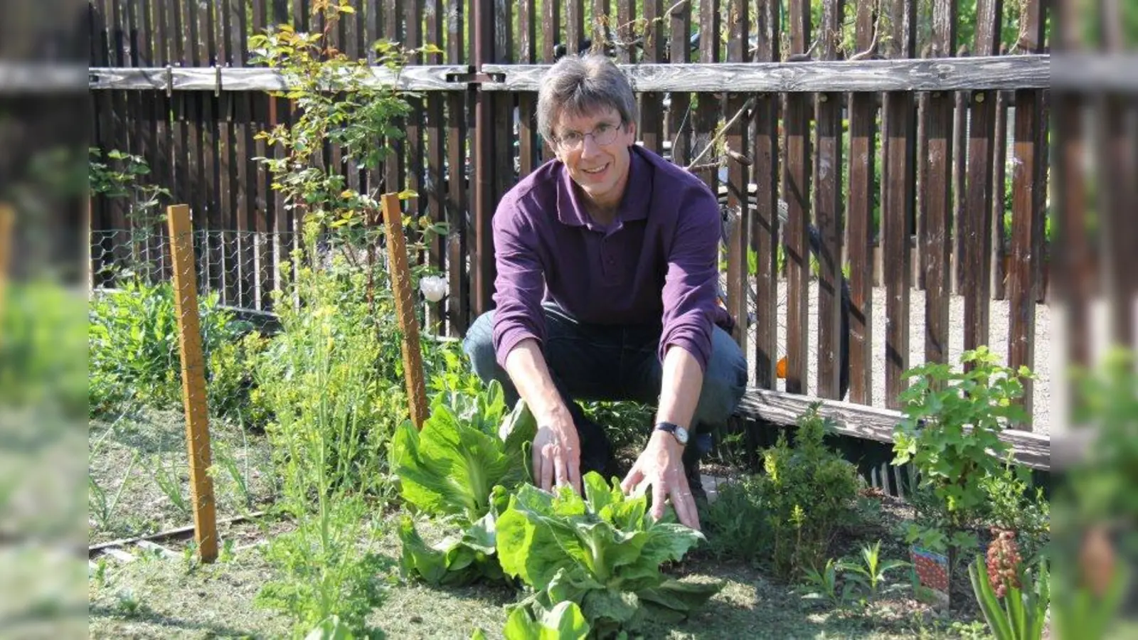 Seit zwei Jahren erntet Michael Mayer den Salat aus dem eigenen Kleingarten. Seit April ist er Vorstandsvorsitzender der Kleingartenanlage SW 52. (Foto: BK)