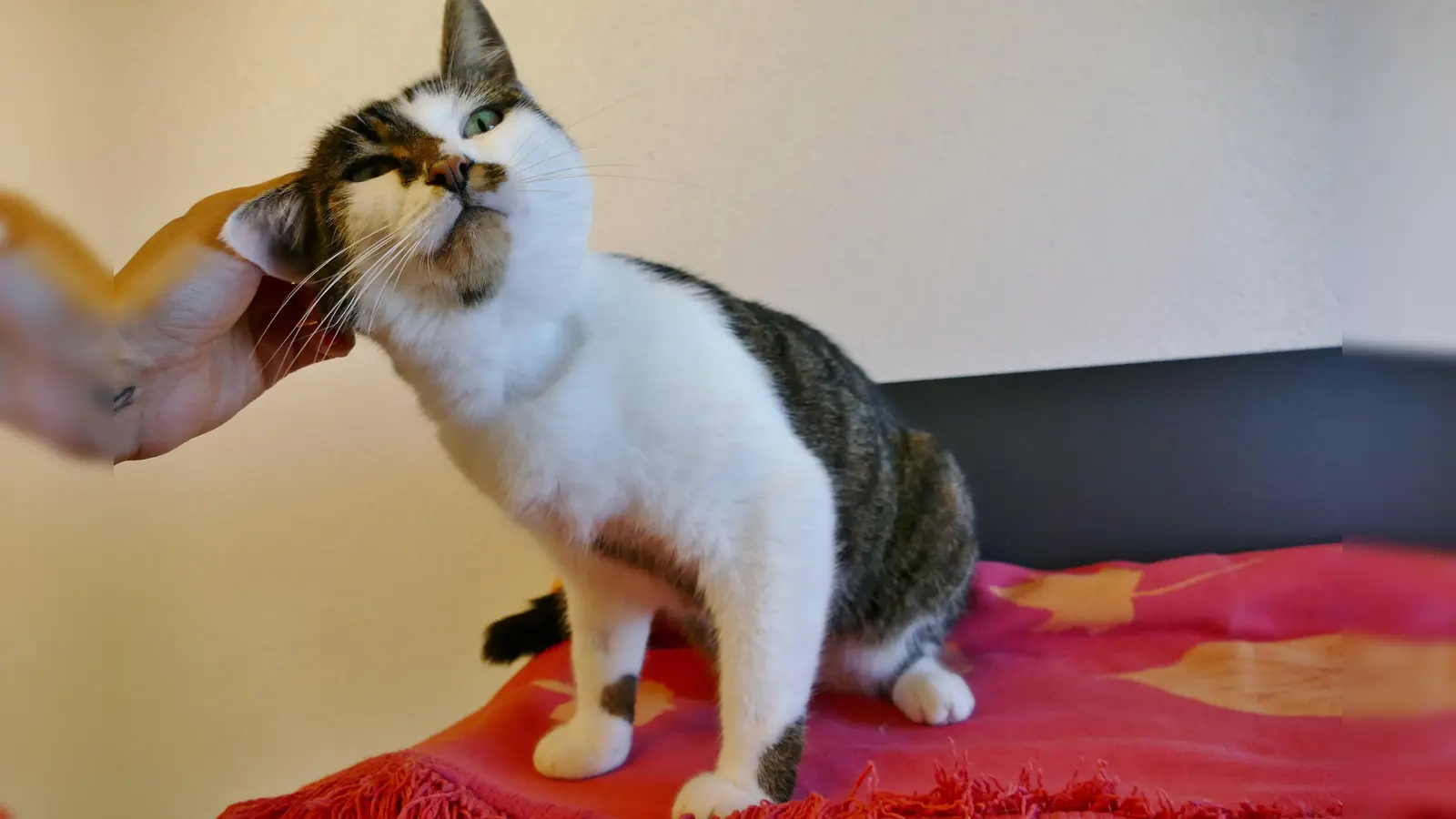 Muffin (4 Jahre) hat letztens in der Tierklinik Blut gespendet. Jetzt wartet die Einzelprinzessin wieder im Tierheim auf ein neues Zuhause. Anfragen im Katzenhaus unter Tel. 089/92100036. (Foto: Tierschutzverein München)