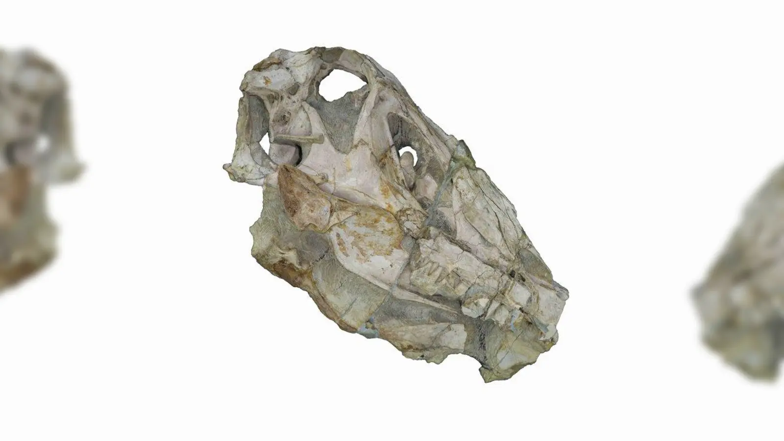 Rechte Schädelhälfte des Spinosauriers Irritator challengeri. (Foto: Marco Schade)