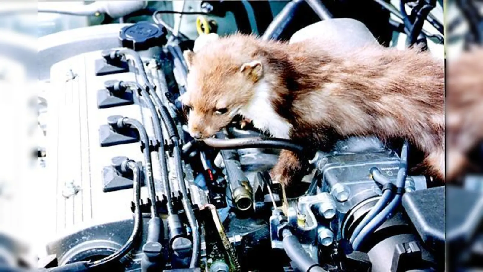 Marder sind jetzt besonders aktiv. Hausmittel wie WC-Steine helfen nicht.	 (Foto: ADAC)