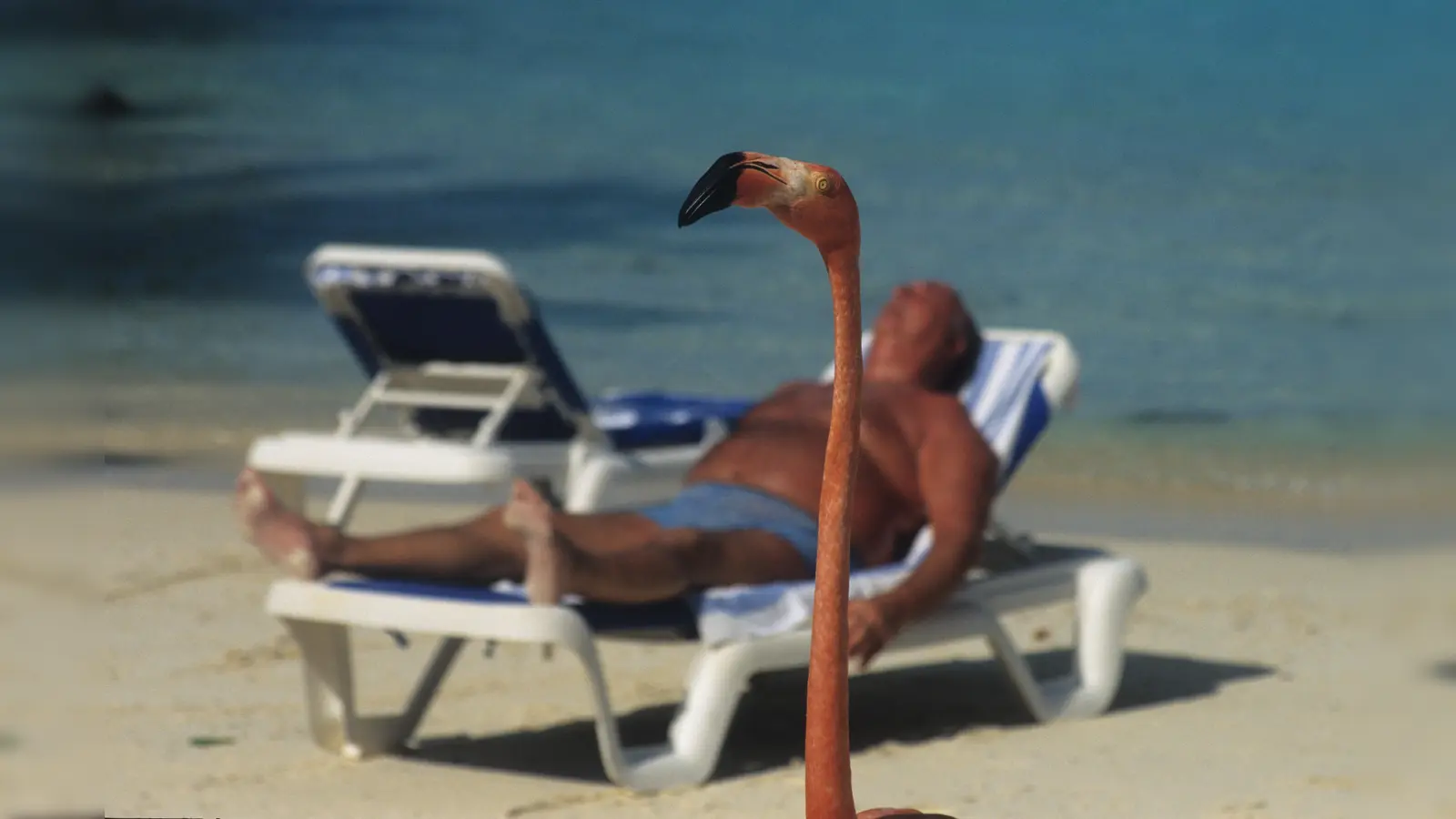 Dieser Schnappschuss mit Flamingo entstand auf der niederländischen Karibikinsel Aruba. (Foto: Harald Mielke)