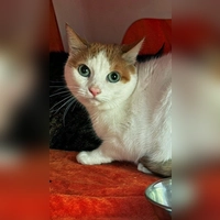 Europäisch-Kurzhaar-Katze Toni. (Foto: Tierheim Riem)