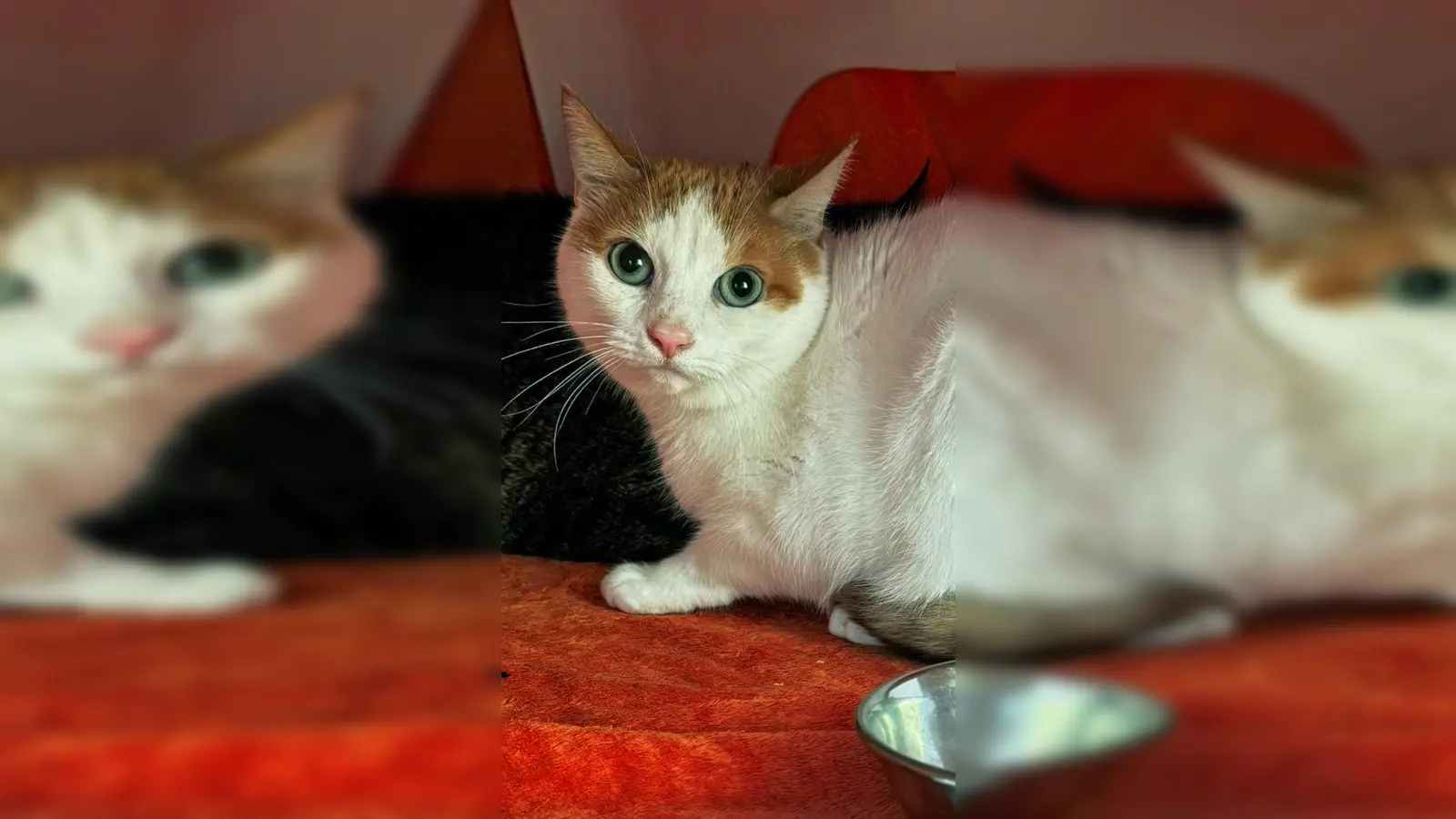 Europäisch-Kurzhaar-Katze Toni. (Foto: Tierheim Riem)