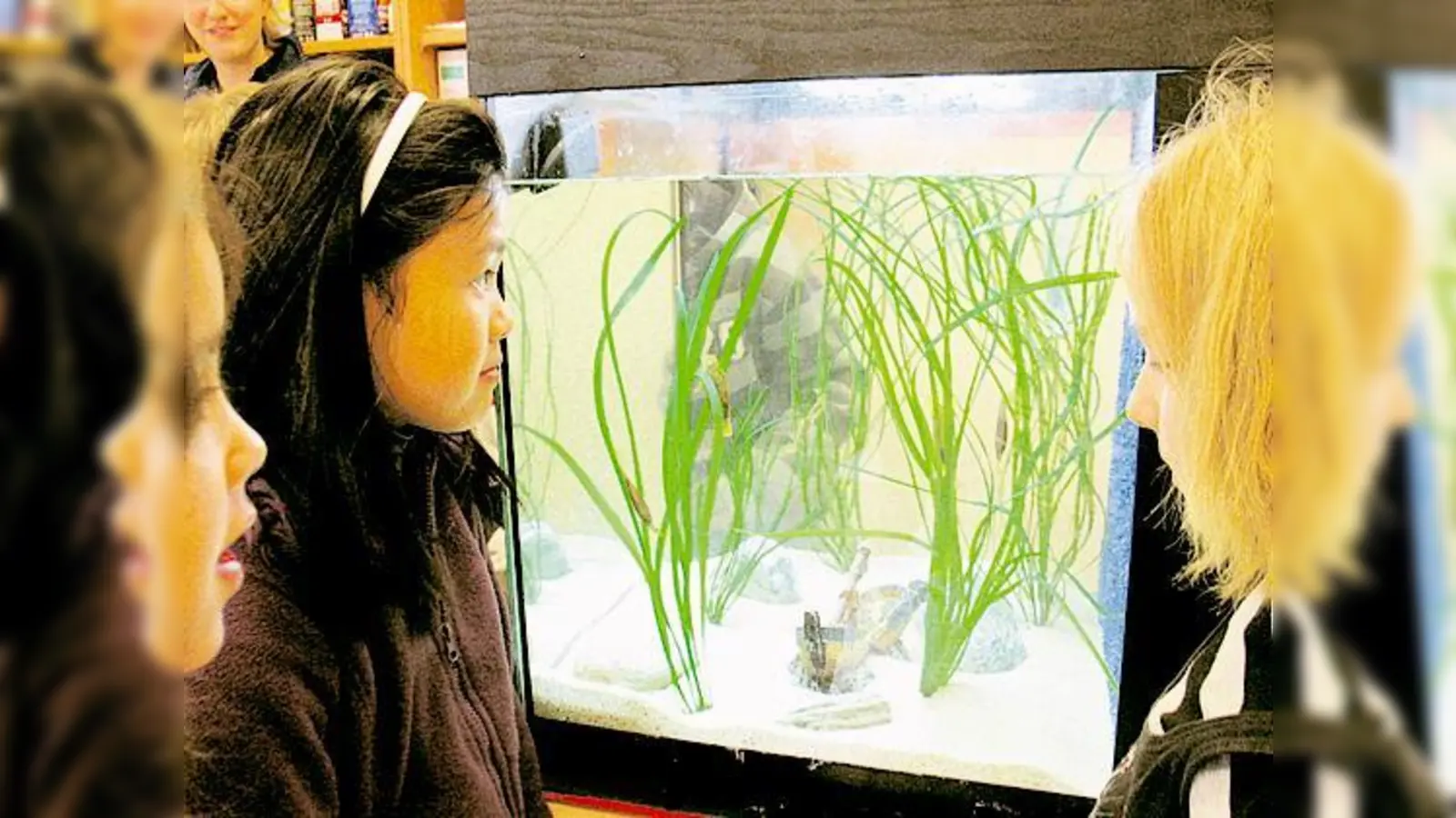 Als kleine braune Säckchen hängen fünf Hai-Eier an Pflanzen im Aquarium.  (Foto: aha)
