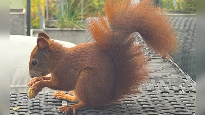 Um den Lebensraum für Eichhörnchen zu verbessern, regen die Grünen im Bezirksausschuss Laim Neupflanzungen in öffentlichen Grünanlagen und Grünflächen an. (Foto: kö)