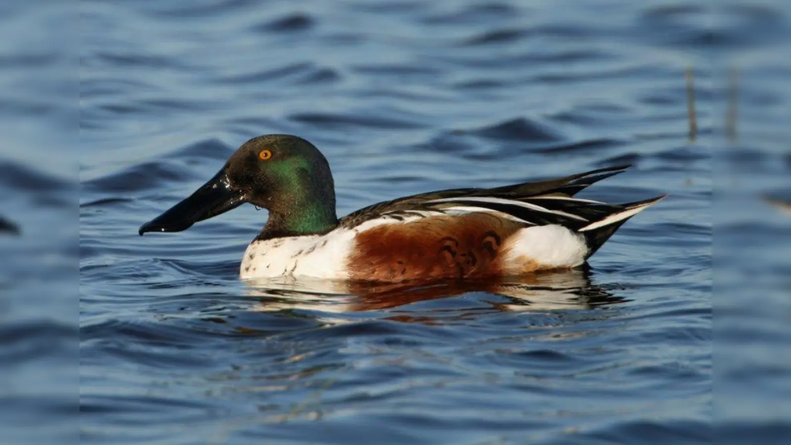 Die Löffelente ist an ihrem großen Schnabel leicht von allen anderen heimischen Enten zu unterscheiden. Mit ihm siebt sie Kleinlebewesen aus dem Wasser – der „Bartenwal“ unter den Enten! (Foto: Thomas Grüner)