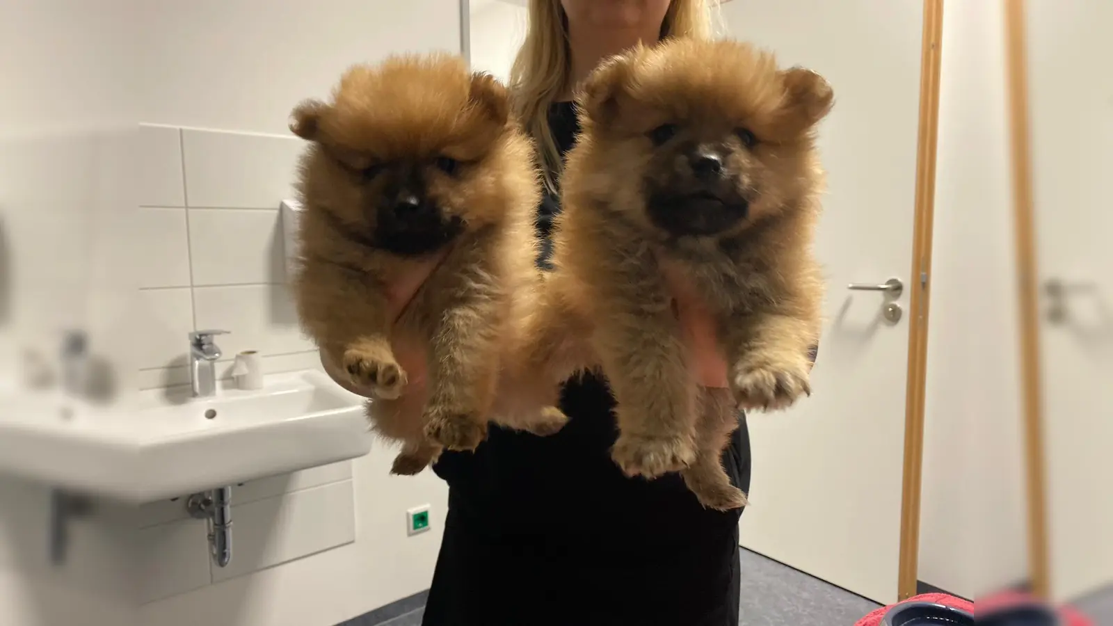 Es wurden zwei Zwergspitzhunde beschlagnahmt. (Foto: Polizei)