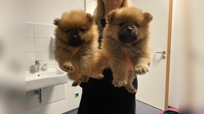 Es wurden zwei Zwergspitzhunde beschlagnahmt. (Foto: Polizei)