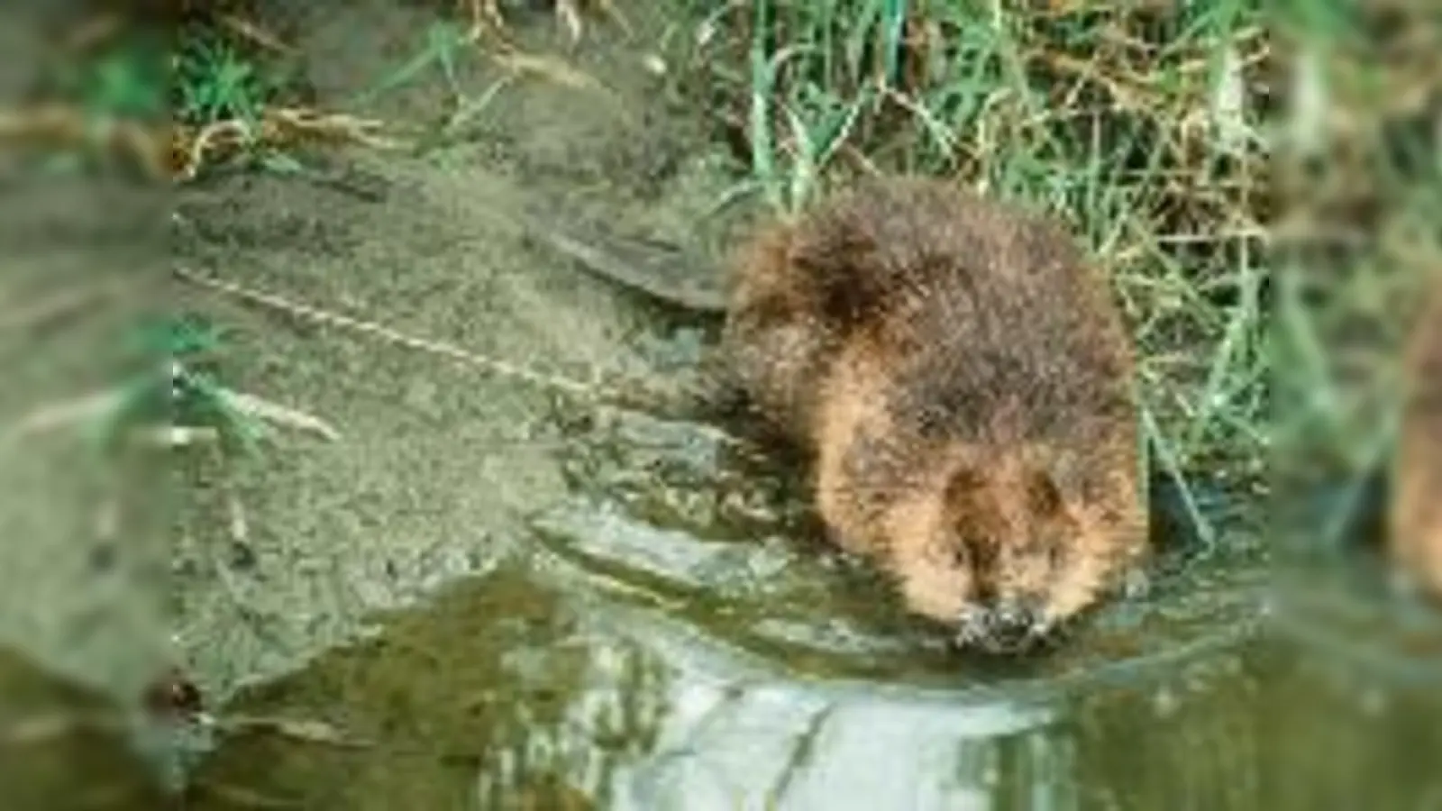 Der Biber ist am Werkeln.   (Foto: Gerhard Schwab)