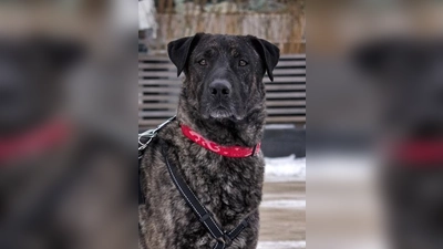 Patrokle ist ein männlicher, unkastrierter Hund. (Foto: Tierheim Riem)