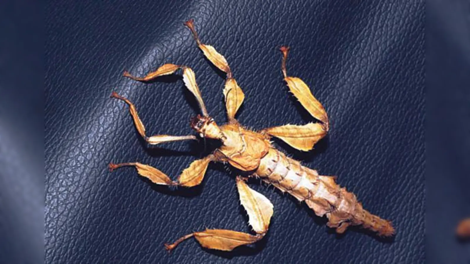 Stabheuschrecken und andere Exoten sind in der Ausstellung zu sehen.  (Foto: VA)