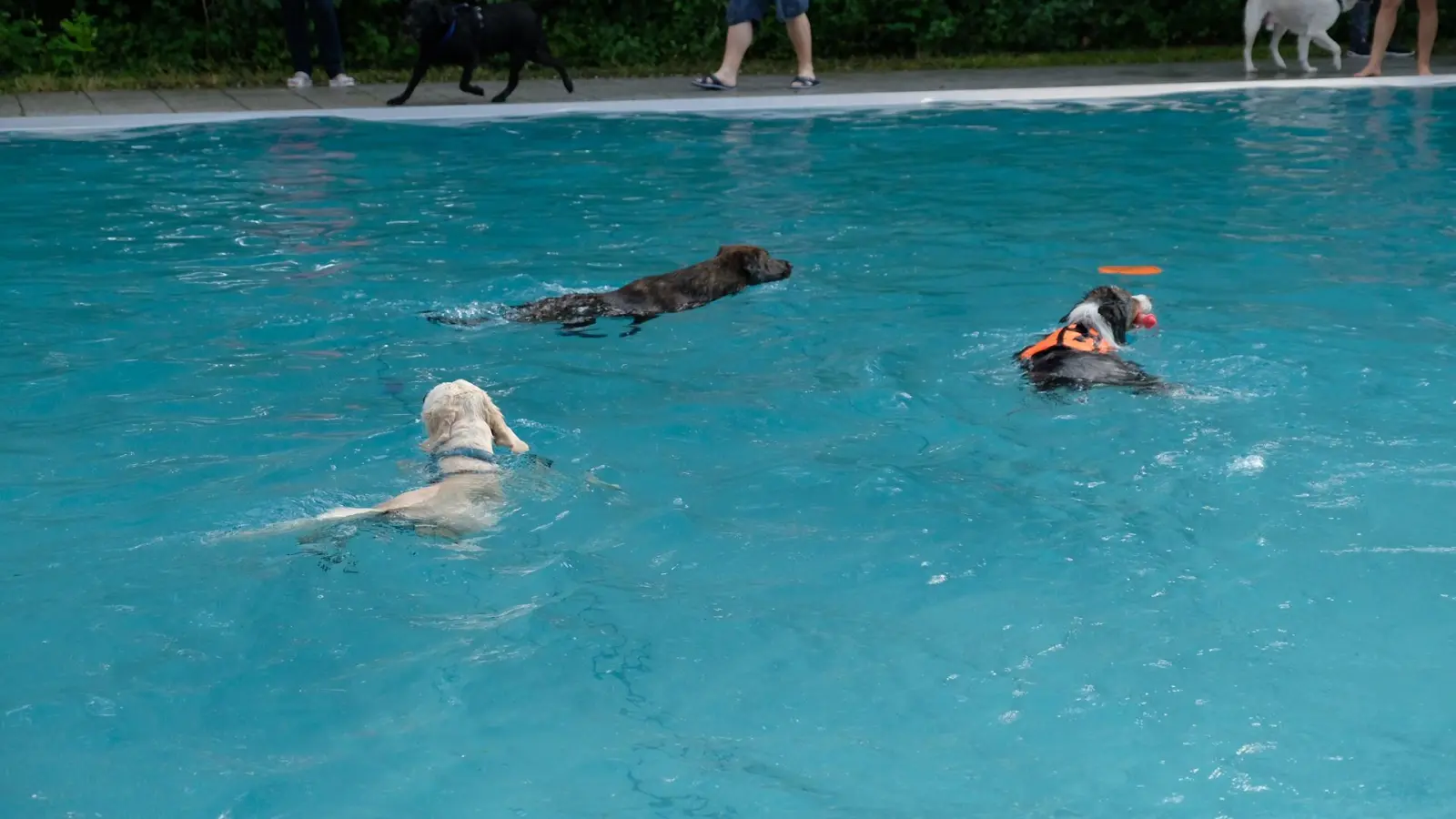 Im Dante- und im Ungererbad kommen zu Saisonende die Hunde auf ihre Kosten. Dann sind Baden, Springen und das Herumtoben auf der Wiese für alle erlaubt – vom Pinscher bis zur Dogge. (Foto: Robert Bösl)