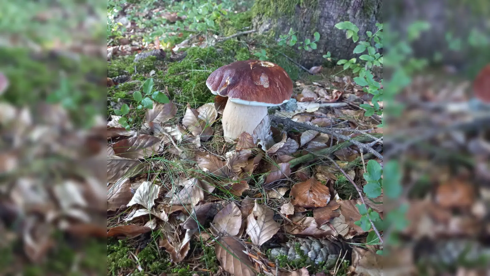 Ein glücklicher Tag für Pilzsammler, wenn man so einen schönen Steinpilz findet. (Foto: Baumgartner)