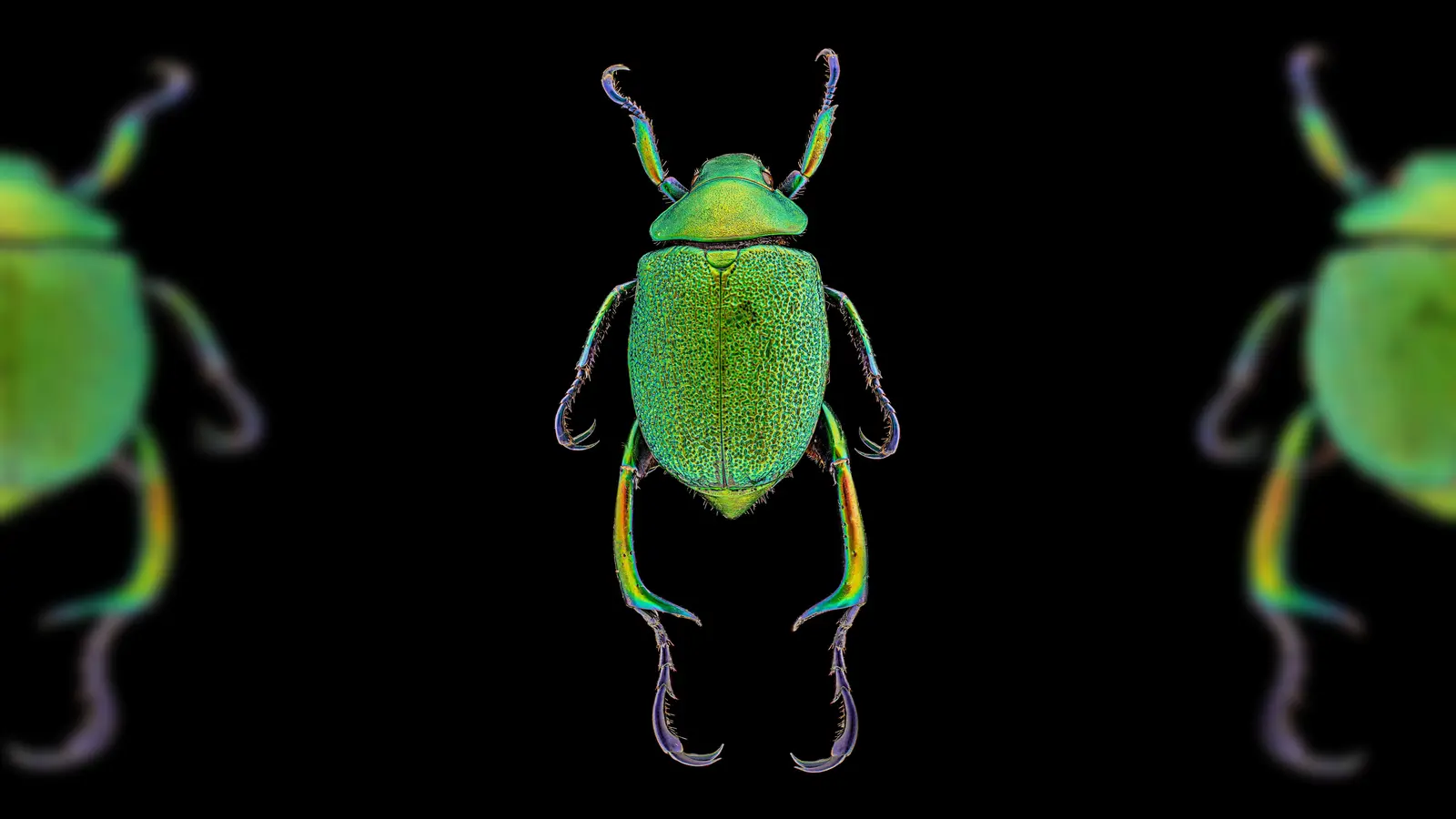 Hier kann man die Abbildung eines Chrysophora chrysochlora bewundern. Zu sehen im Museum Mensch und Natur. (Foto: Thomas Büchsemann)