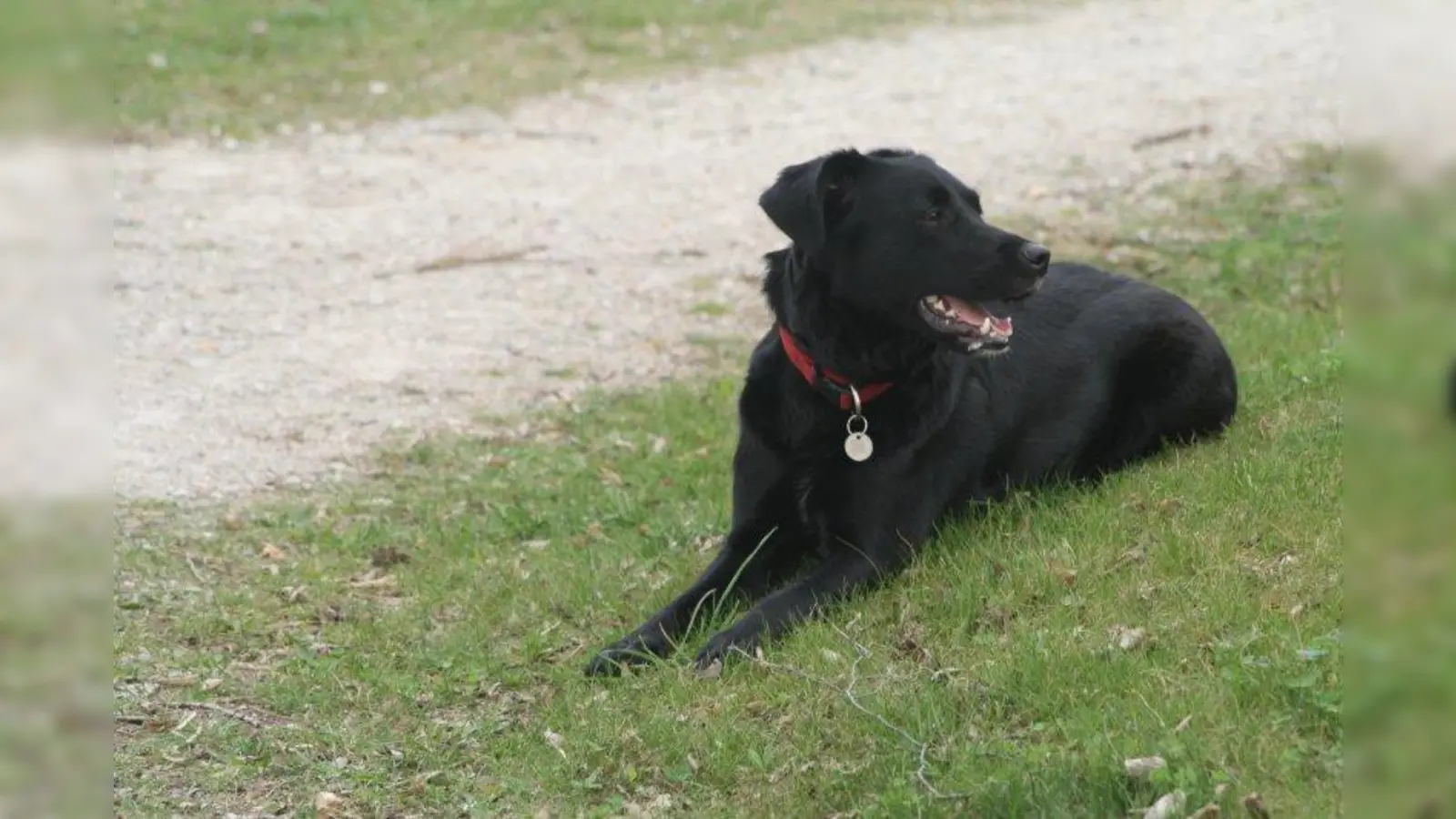 In Karlsfeld wird der Steuersatz für Hunde von 40 auf 60 Euro im Jahr angehoben. (Foto: sb)