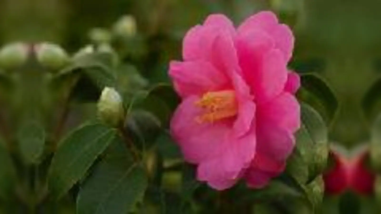 Camellia reticulata X C. saluenensis, Sorte Inspiration: Eine Kreuzung aus zwei Wildarten mit großen rosafarbenen Blüten. 	 (Foto: Anja Holbaum)