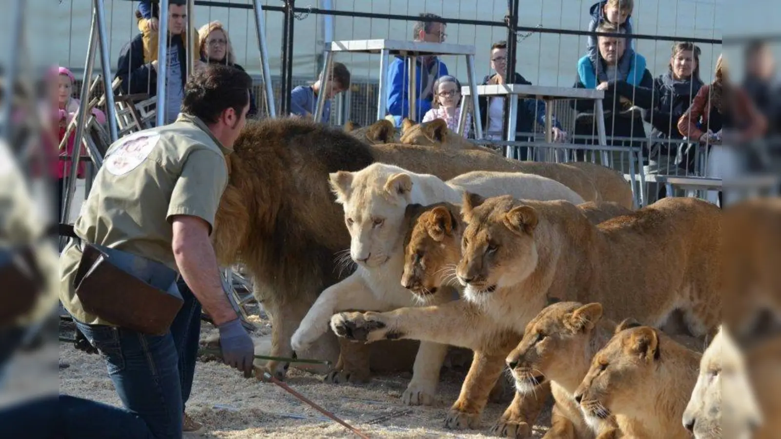 Martin Lacey jr. wird als einfühlsamer Tiertrainer geschätzt. (Foto: circus-krone.de)