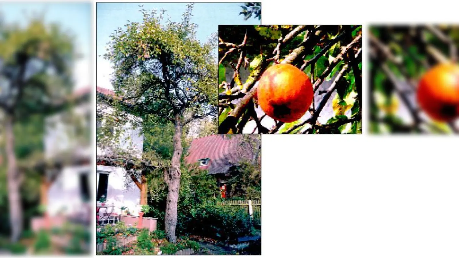 Das Objekt der Begierde: Einen feinen Geschmack bescheinigt Bernd Schaible seinem Gewinner-Apfel, der Goldparmäne. Der Gewinner-Apfelbaum gehört Bernd Schaible und steht in seinem Garten in Gräfelfing.  (Fotos: Privat)