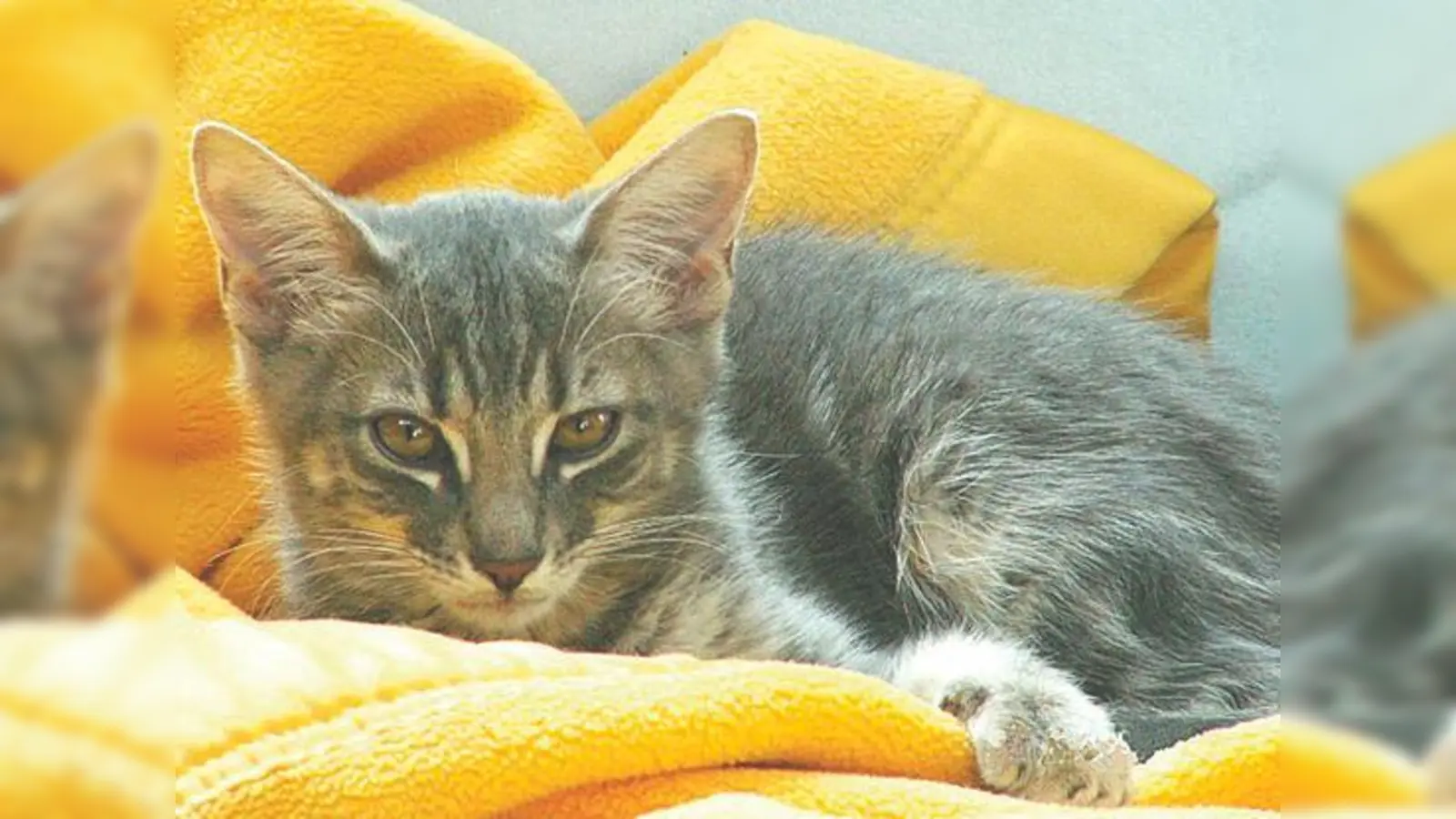 Wer seine Katze im Urlaub gut versorgt wissen will, findet jetzt Unterstützung.	 (Foto: Verein)