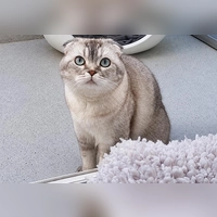 Inci ist eine menschenbezogene Katze, die trotz ihrer anfänglichen Schüchternheit die Nähe vertrauter Menschen sehr genießt. (Foto: Tierheim Riem)