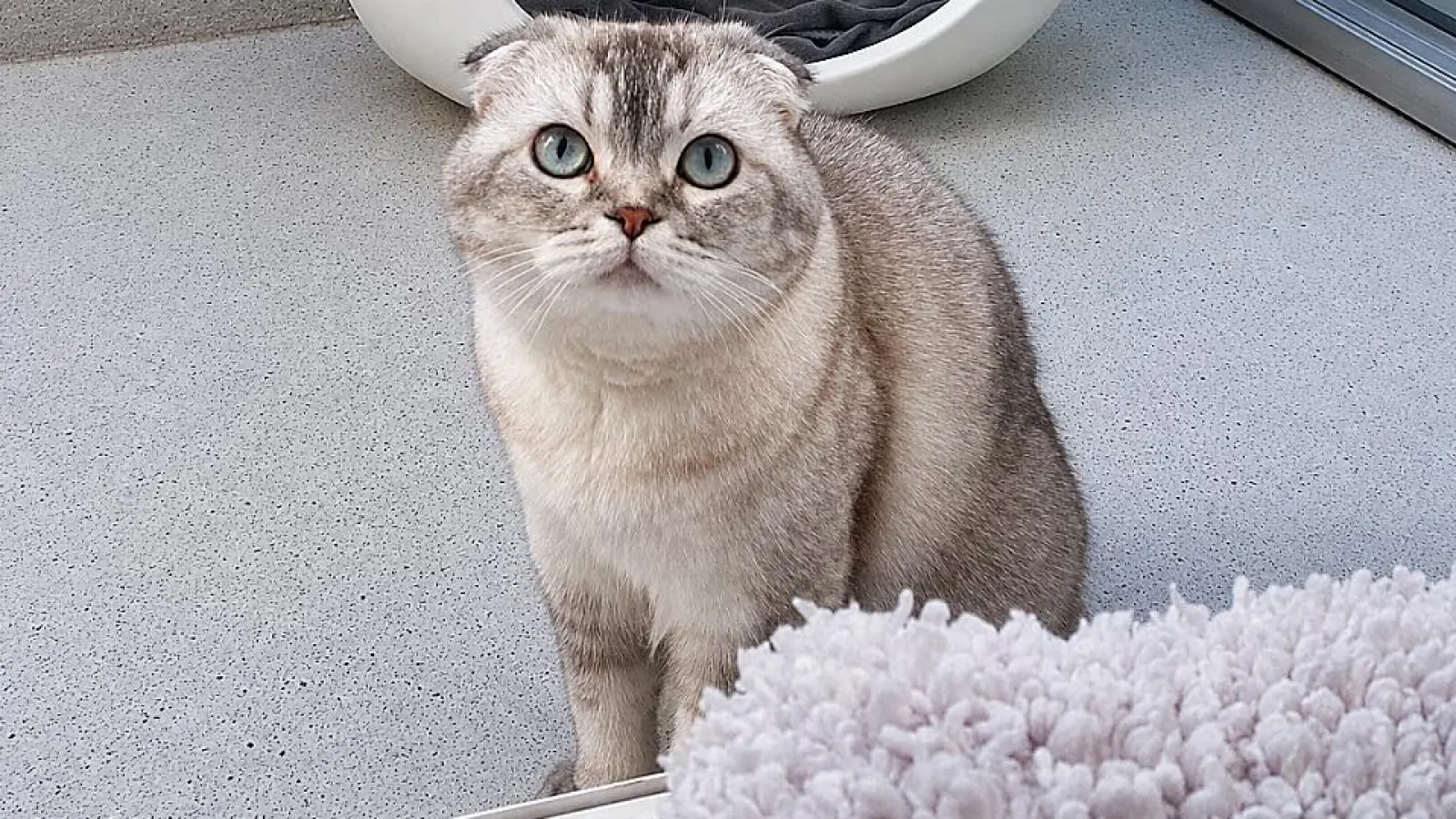 Inci ist eine menschenbezogene Katze, die trotz ihrer anfänglichen Schüchternheit die Nähe vertrauter Menschen sehr genießt. (Foto: Tierheim Riem)