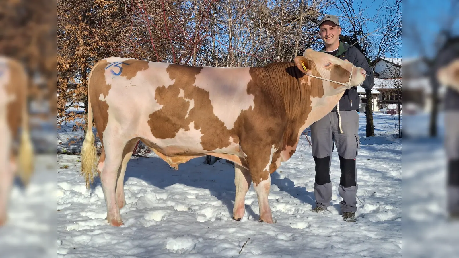 Anton Lidl aus Rain mit seinem reinerbig hornlos veranlagten Bullen.  (Foto: Zuchtverbände Weilheim e.V.)