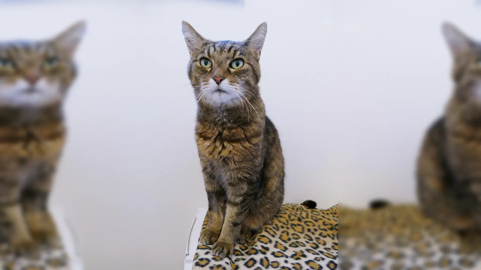 Der Europäisch Kurzhaar-Kater Tiger ist zutraulich und kommt auch gut mit Artgenossen klar. (Foto: Tierheim Riem)