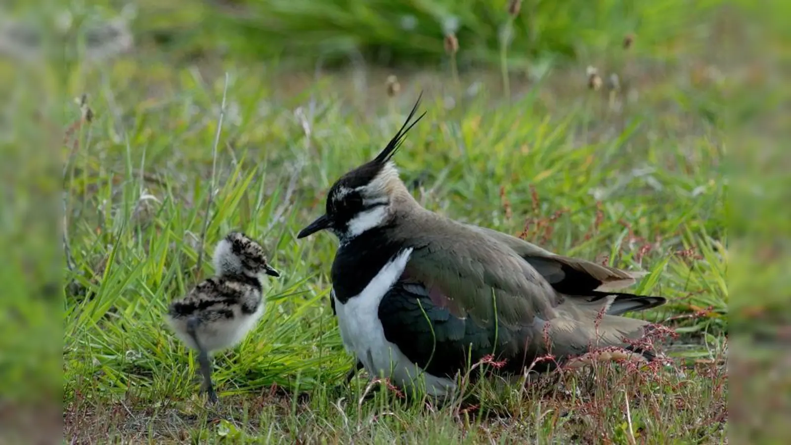 Der Kiebitz war früher vor allem auf Feuchtwiesen anzutreffen. In den letzten 30 Jahren ist der Bestand stark zurückgegangen. (Foto: Landschaftsarchitekturbüro Niederlöhner)