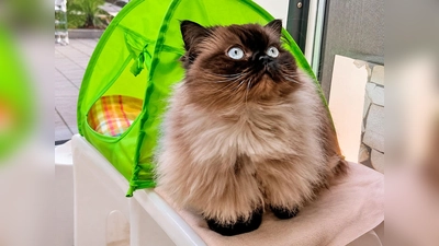 Schneckerl ist eine zutrauliche, menschenbezogene und verschmuste Katze. (Foto: Tierheim Riem)