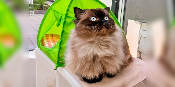 Schneckerl ist eine zutrauliche, menschenbezogene und verschmuste Katze. (Foto: Tierheim Riem)