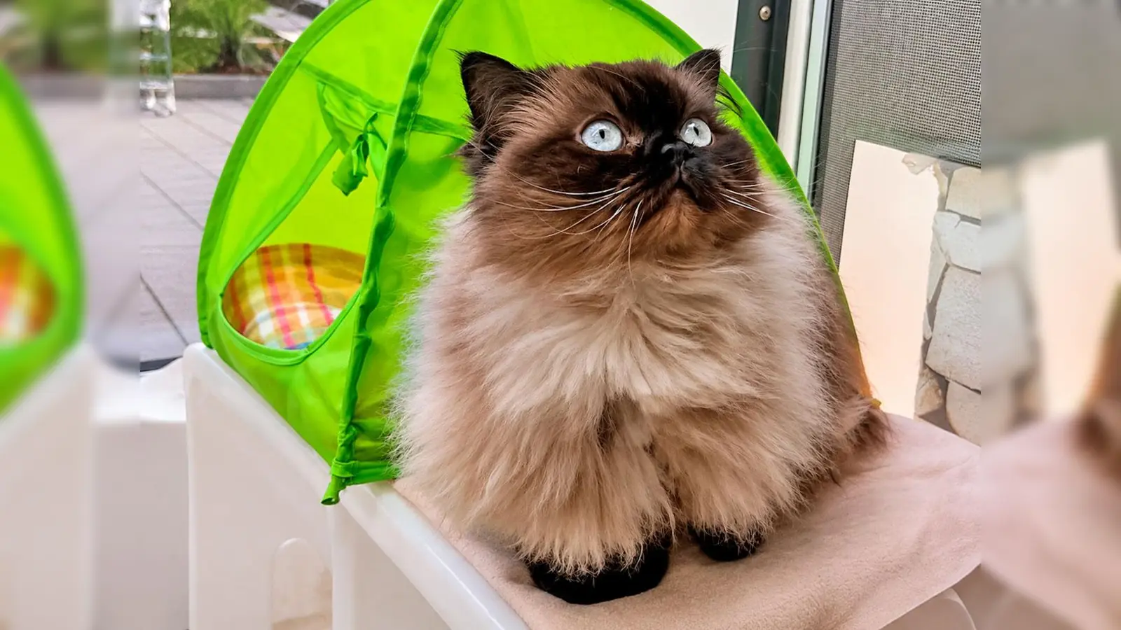 Schneckerl ist eine zutrauliche, menschenbezogene und verschmuste Katze. (Foto: Tierheim Riem)