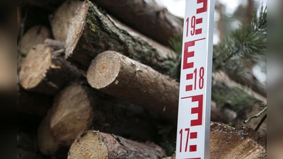 Gerade werden viele Festmeter Nadelholz aus dem Wald geholt. Denn ein Großteil heimischer Bäume ist wegen Hitze und Trockenheit von Schädlingen befallen. (Foto: IG Bau)