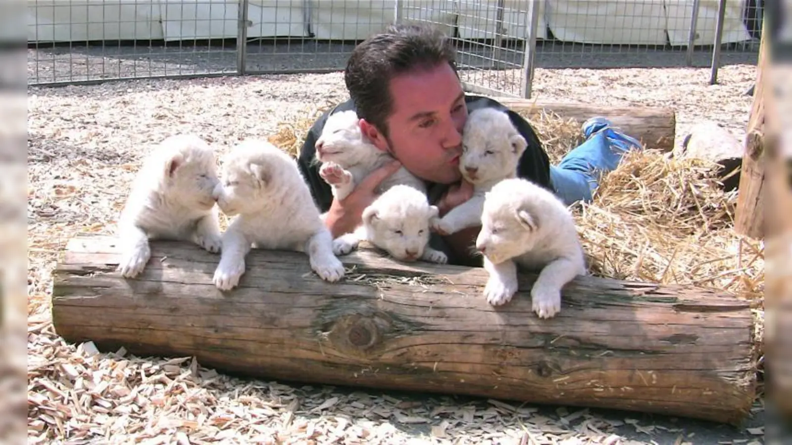 Eine Seltenheit und für Circus Krone ein Höhepunkt dieses Sommers: Im Juli wurden beim Gastspiel in Konstanz diese süßen, weißen Löwenbabys geboren. (Foto: A. Kempten/ Circus Krone)