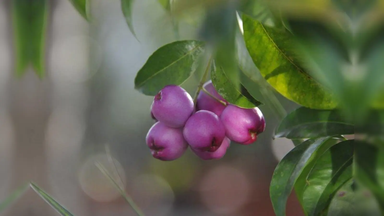 Syzygium oleosum: Der kleine Baum mit den auffällig gefärbten Früchten stammt aus dem südöstlichen Australien. Die Früchte sind essbar und gelten als schmackhaft. Ihnen verdankt die Pflanze auch ihren englischen Namen “Lila Lilly Pilly“. Die Gattung Syzygium zählt zur Familie der Myrtengewächse, den Myrtaceae. In die botanische Verwandtschaft gehört der indonesische Gewürznelkenbaum, Syzygium aromaticum. (Foto: Höck/ Bot. Garten)
