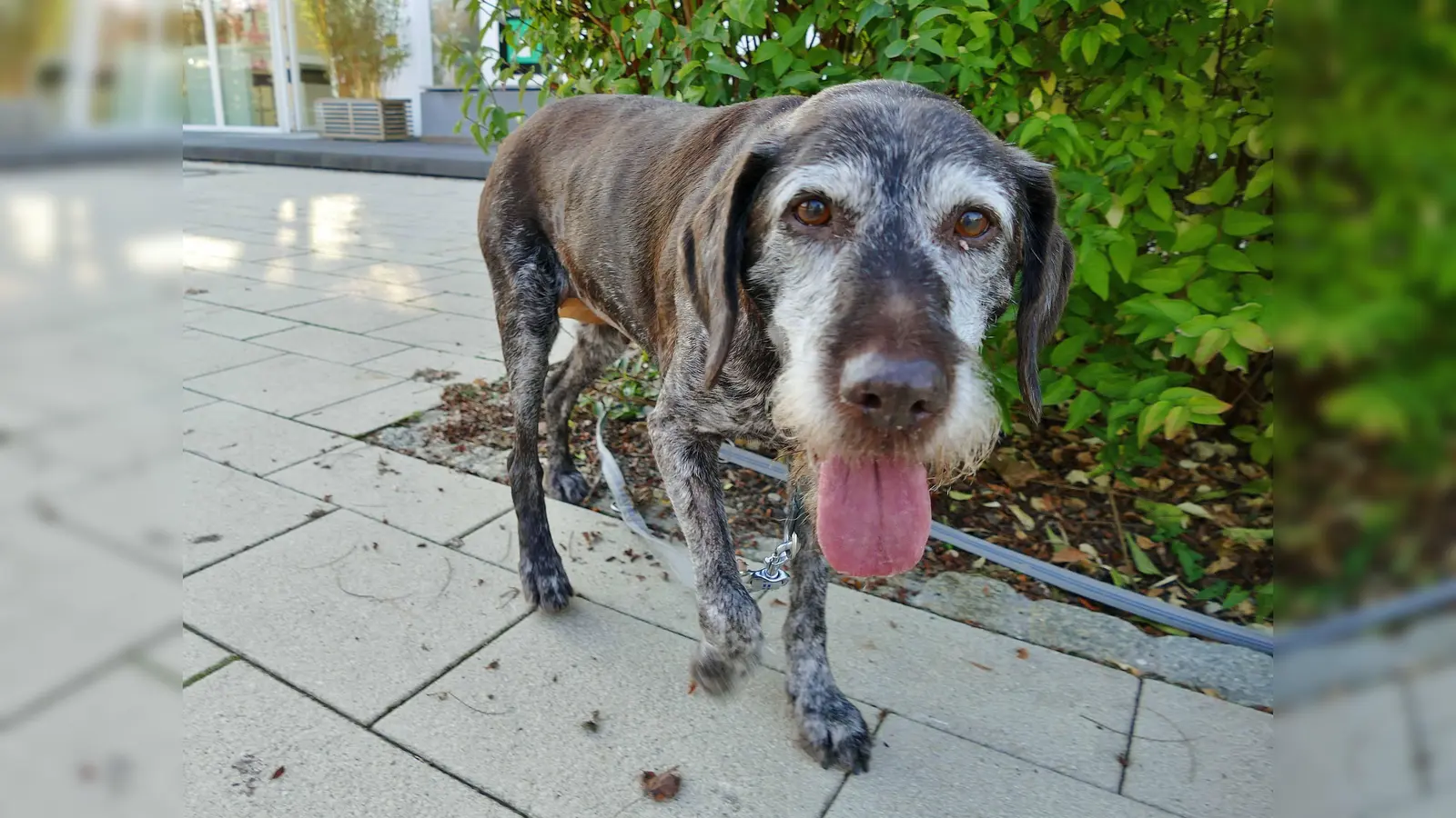 Die Deutsch-Drahthaar-Seniorin Elferl vermisst schmerzlich ihre Familie. Wer schenkt ihr ein neues Zuhause? (Foto: Tierschutzverein München)