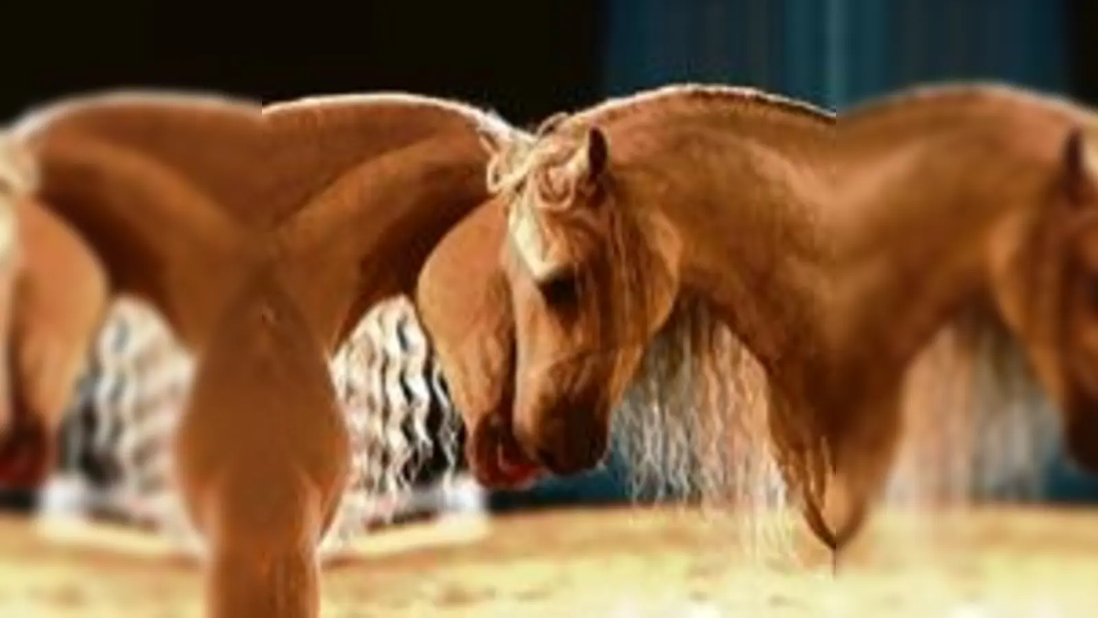 Ästhetik und Athletik der Pferde steht bei »Hommage« im Mittelpunkt. 	 (Foto: Veranstalter)