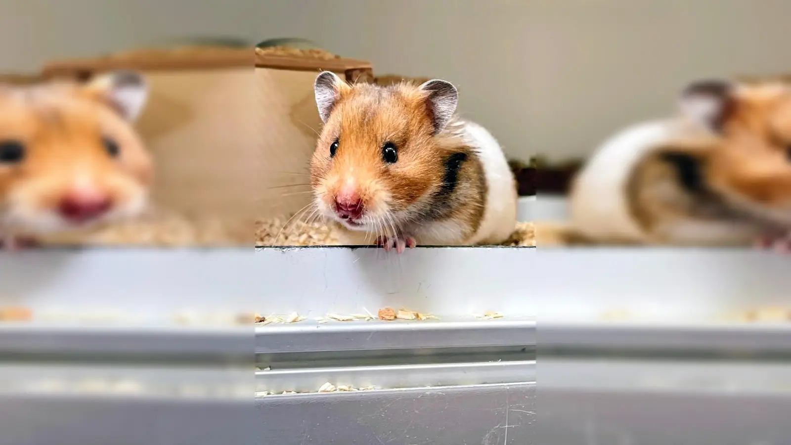Goldhamstermädchen Penny. (Foto: Tierheim Riem)
