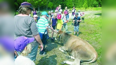 Die jungen Besucher erkundeten die Alm und lernten viel über den Alltag mit Kühen, Rindern und Pferden. (Foto: pi)