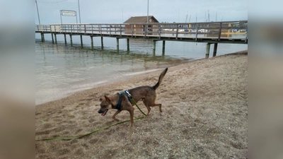 Vermisst. der zweijährige Schäferhundmix Benji. (Foto: privat)