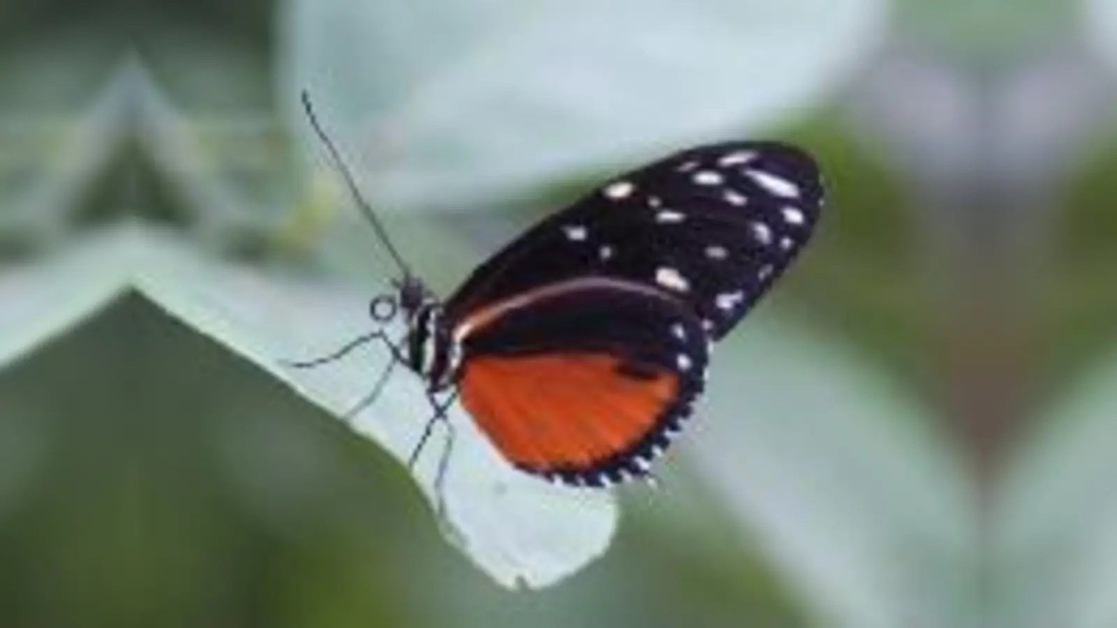 Exotische Schönheiten gibt es zu entdecken  wie der aus Costa Rica stammende Tiger-Passionsblumenfalter.	  (Foto: Franz Höck)