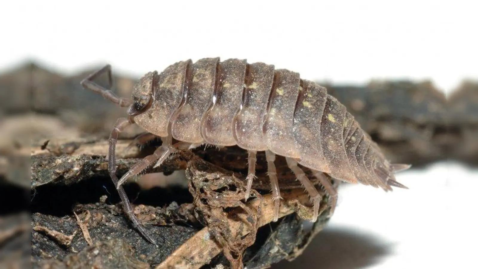 Das Bild zeigt eine 10 mm große weibliche Mauerassel. (Foto: Aka/ commons.wikimedia.org)