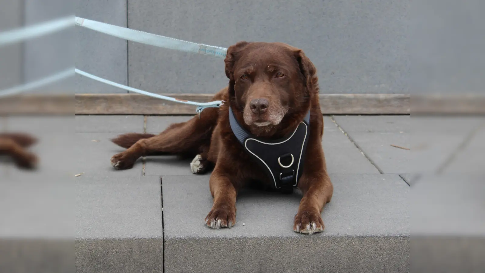 Barney ist ein verschmuster Senior. (Foto: Tierheim Riem)