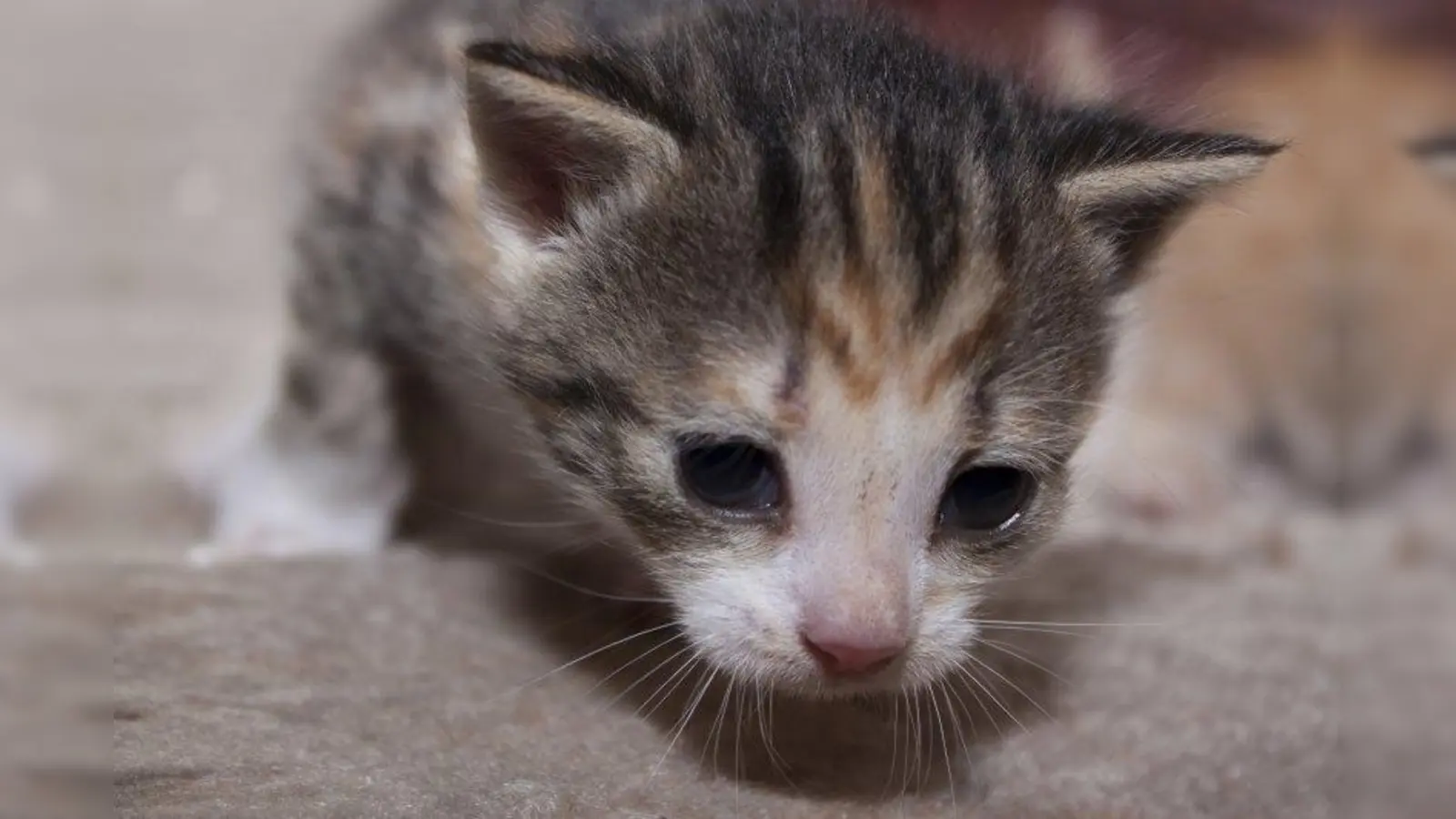 Bewusst wurde auf einen Spot mit Katzenbabys oder leidenden Tieren verzichtet: „Das war uns zu austauschbar”, erklärten die Macher. (Foto: Madleen Perlitz/pixelio.de)