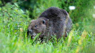 Biber bauen Dämme: Wildtiere halten sich nicht an Grundstücksgrenzen, Straßen oder wirtschaftliche Nutzungspläne.  (Foto: Jacek Koppe)