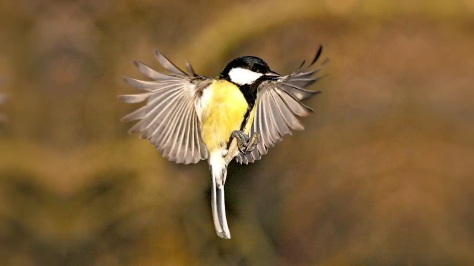 Die Kohlmeise ist bei der Stunde der Wintervögel knapp 2000 Mal gezählt worden und wurde an fast jeder Zählstelle gesichtet. 	 (Foto: Z. Tunka/LBV-Archiv)