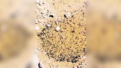 So schauen Wechselkröten aus, wenn sie noch ganz klein sind	 (Foto: Heideflächenverein)