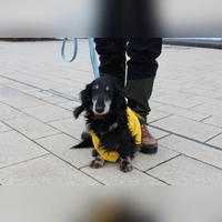 Vincent (Foto: Tierheim Riem)